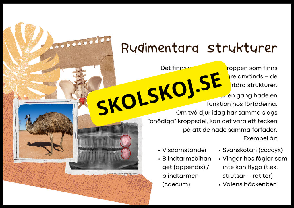 Grundläggande evolution - Årskurs 6 - 9