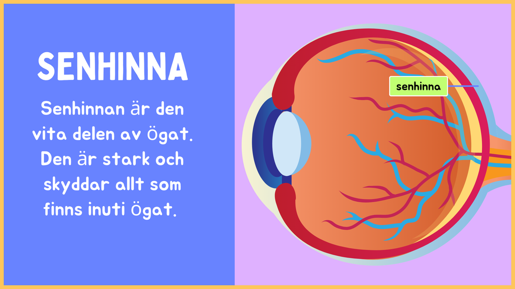 Hur är ögat uppbyggt? - Årskurs 4 - 9 (15 sidor)
