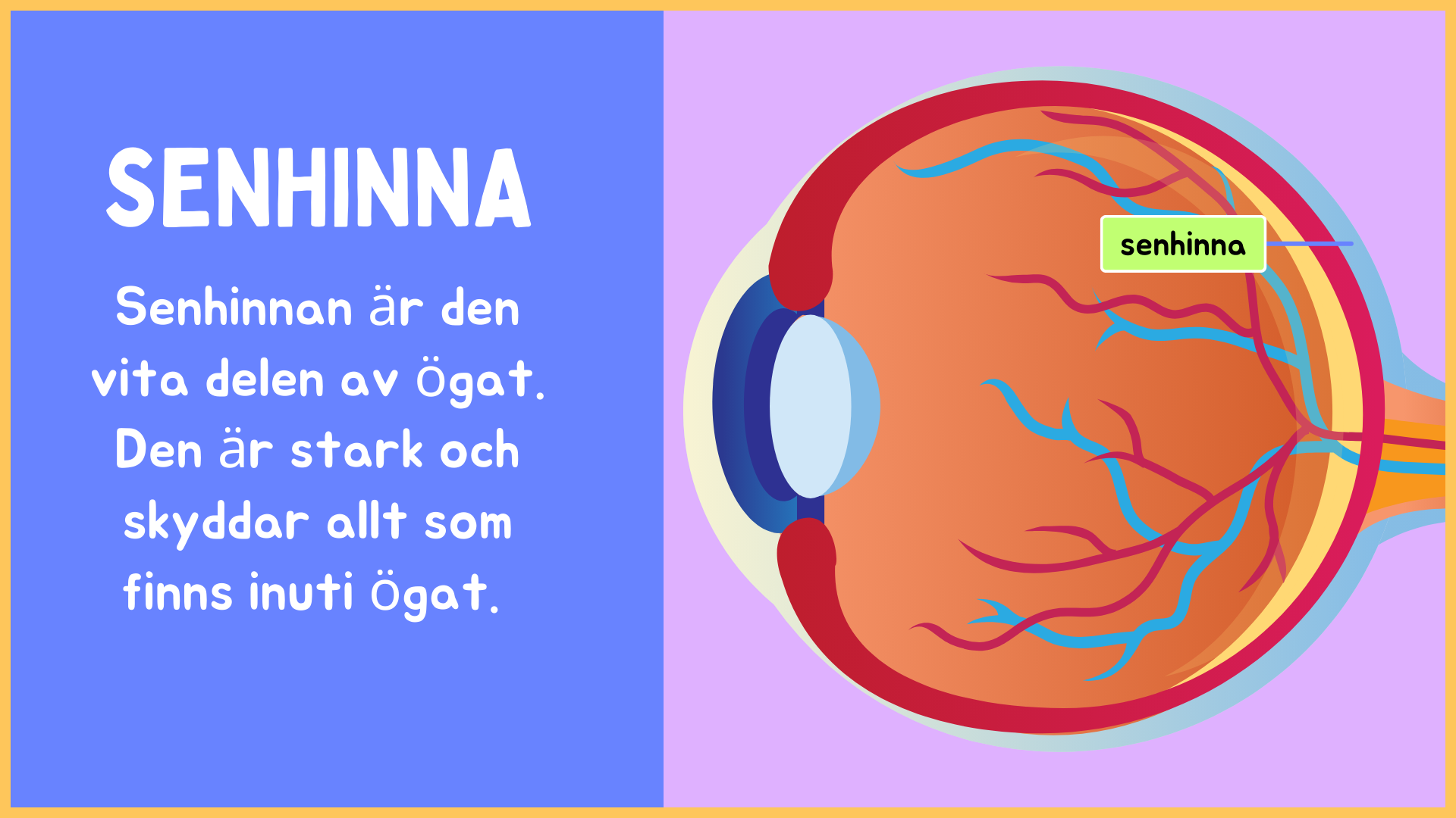 Hur är ögat uppbyggt? - Årskurs 4 - 9 (15 sidor)
