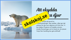 Arktiska djur - Fakta + frågor