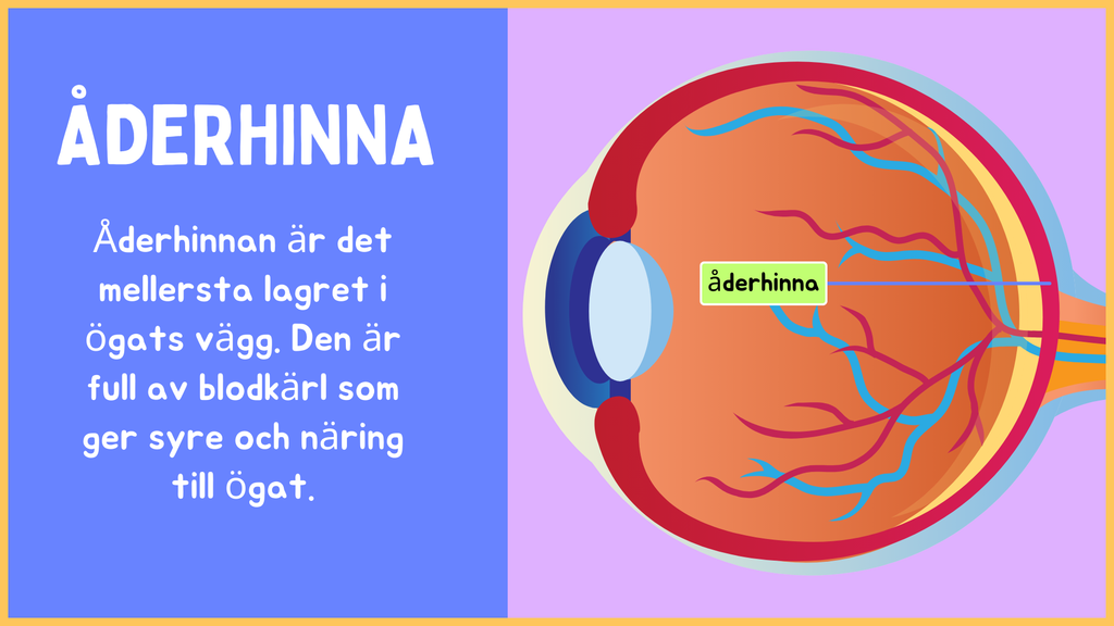 Hur är ögat uppbyggt? - Årskurs 4 - 9 (15 sidor)