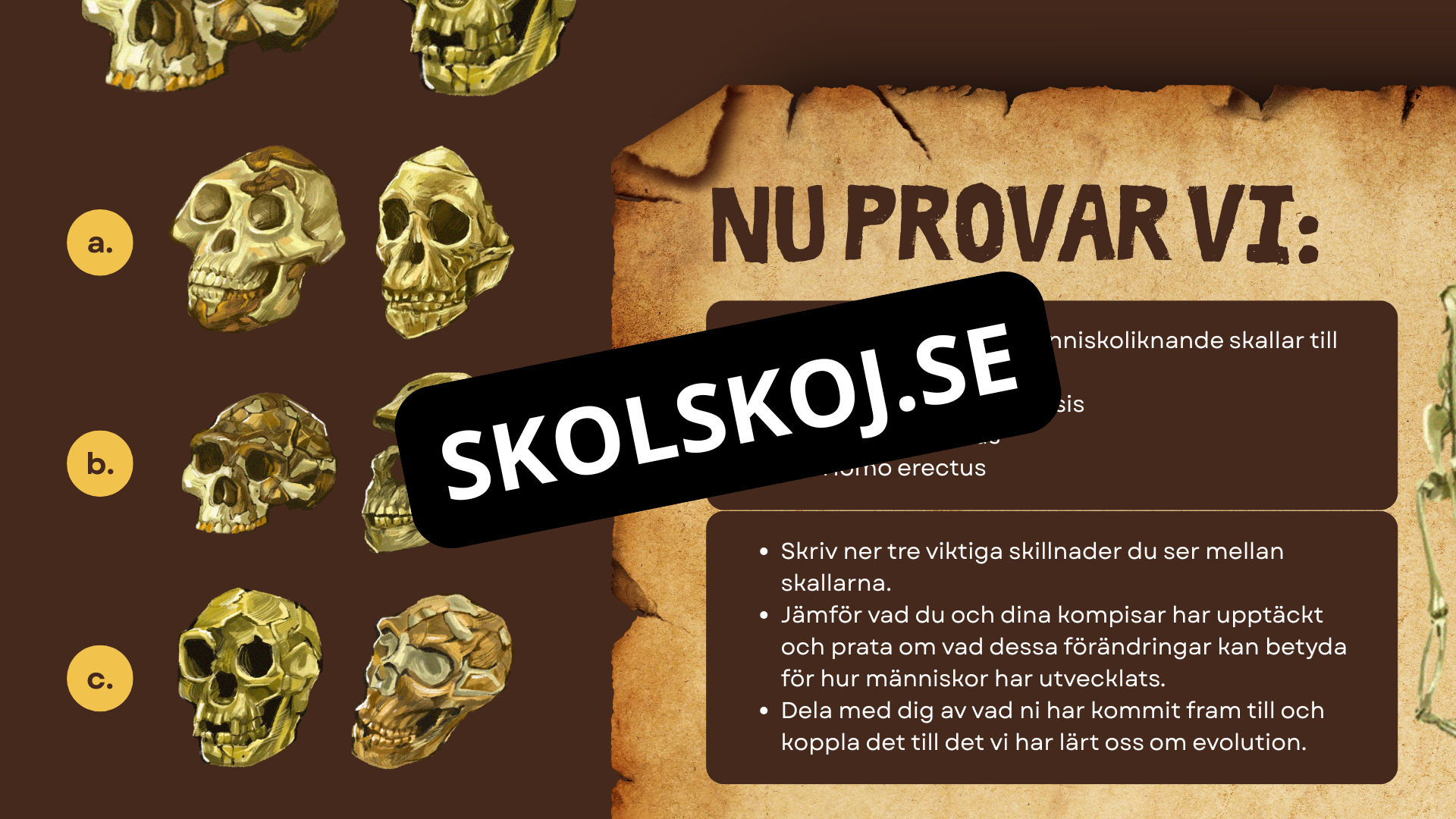 Människans utveckling - Fakta - Presentation - Frågor