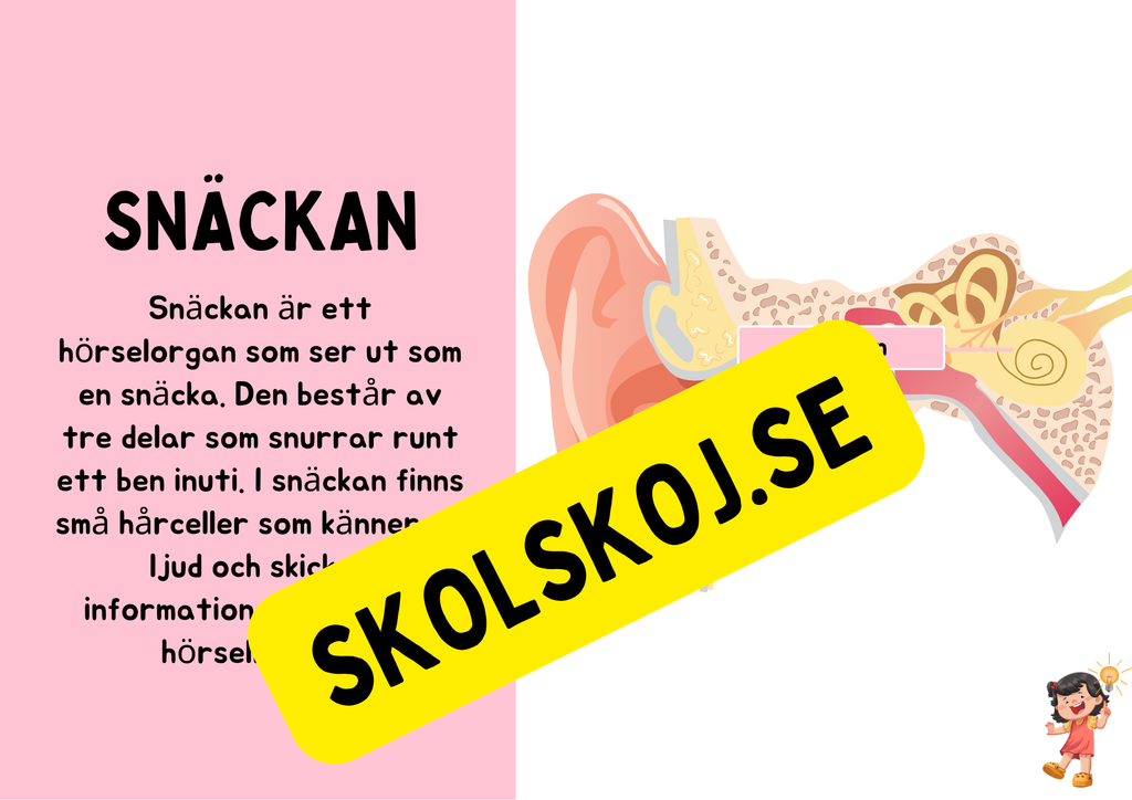 Örats delar - Presentation + Frågor