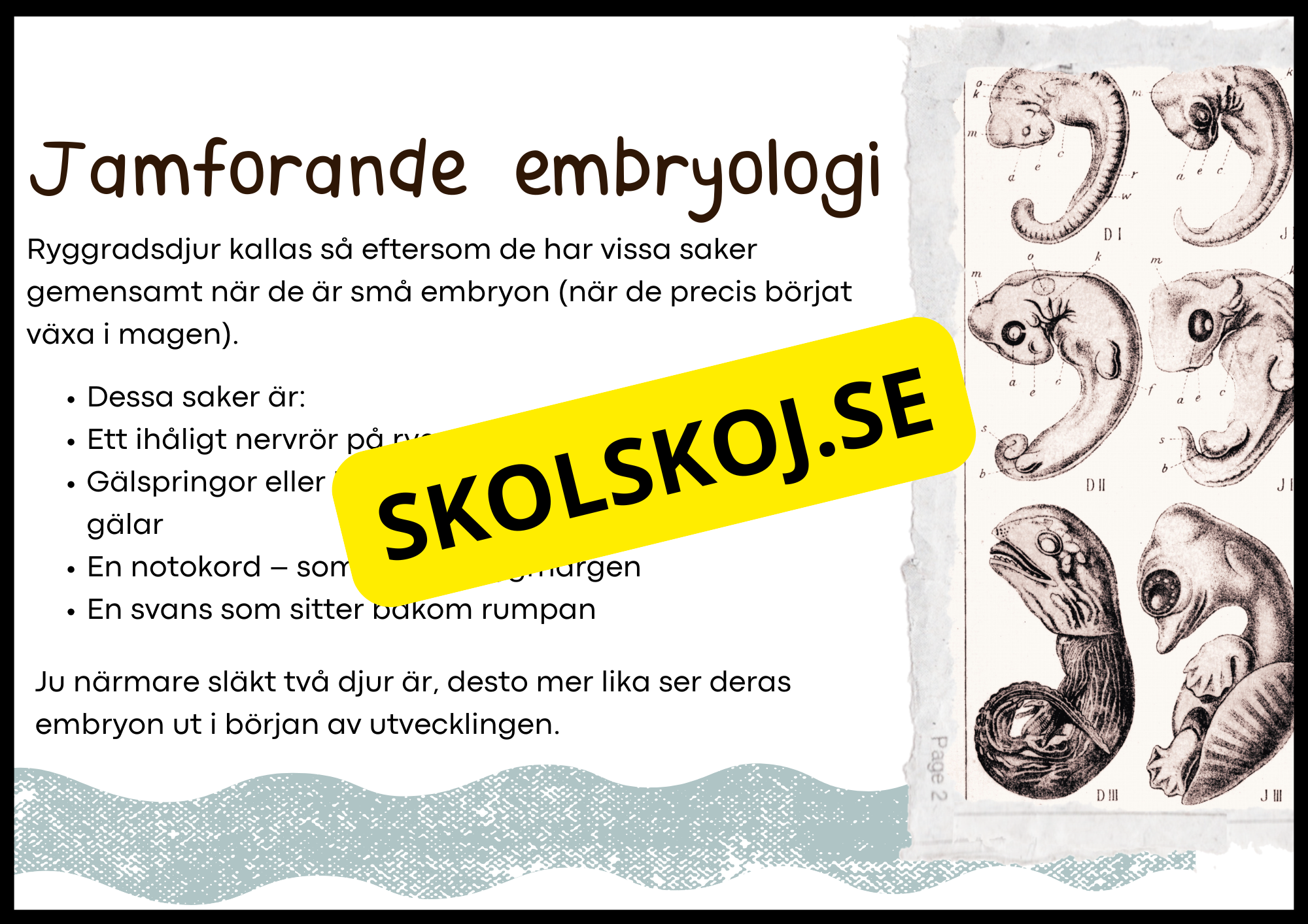 Grundläggande evolution - Årskurs 6 - 9