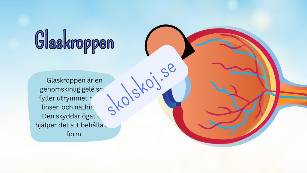 Så fungerar ögat - Presentation + frågor - Åk 4 - 6
