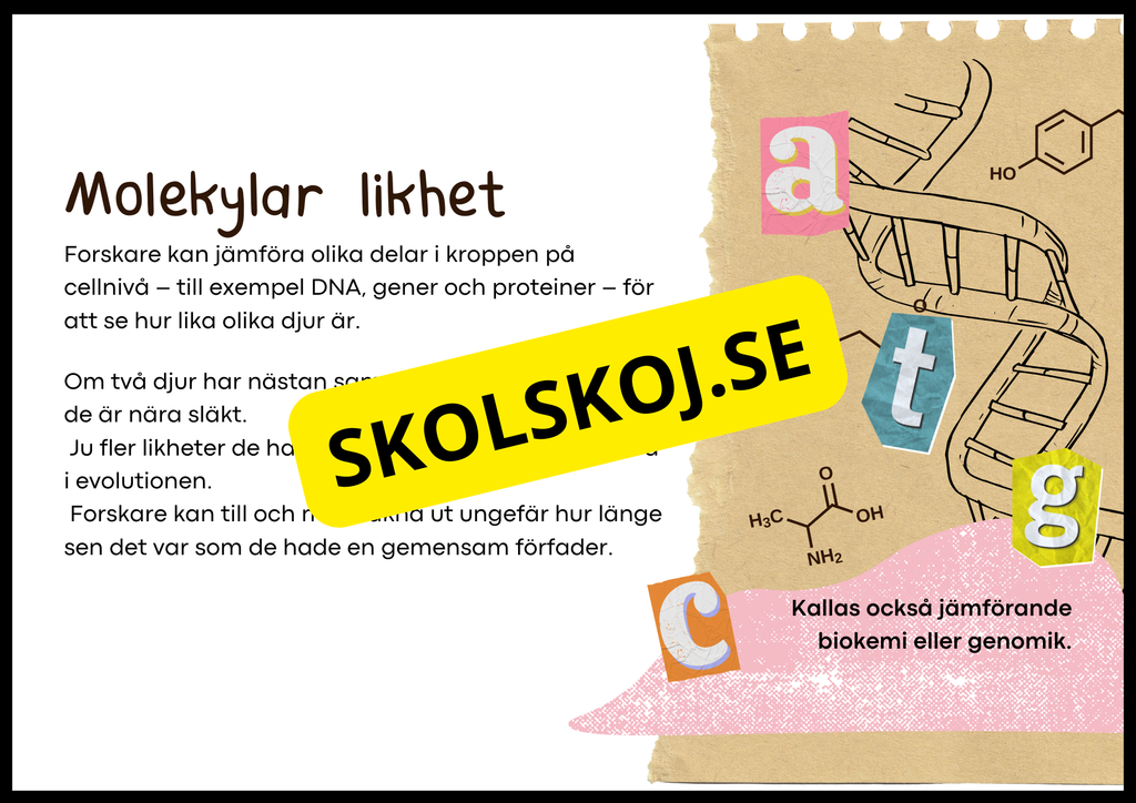 Grundläggande evolution - Årskurs 6 - 9