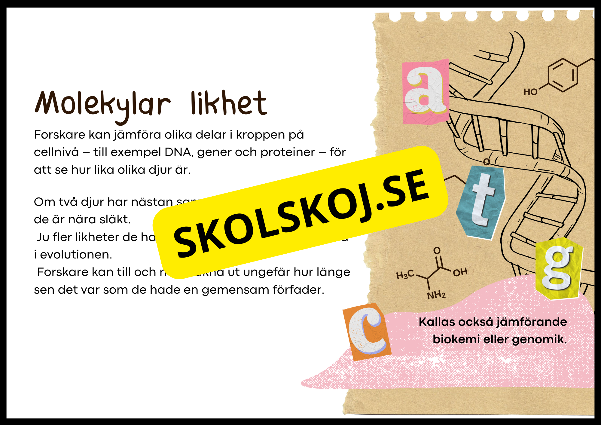 Grundläggande evolution - Årskurs 6 - 9