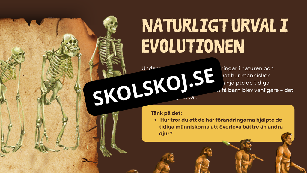 Människans utveckling - Fakta - Presentation - Frågor
