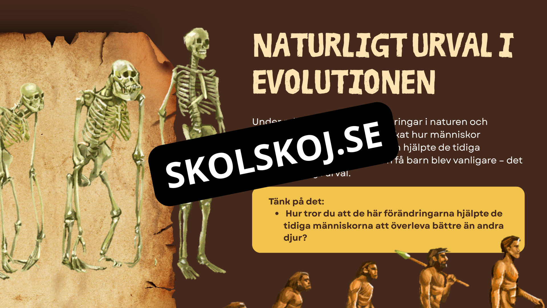 Människans utveckling - Fakta - Presentation - Frågor