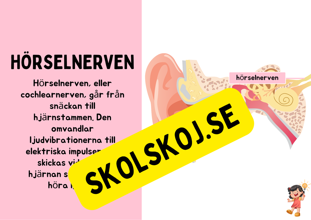 Örats delar - Presentation + Frågor