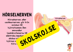 Örats delar - Presentation + Frågor