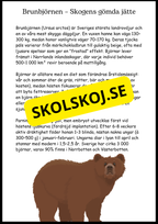 Sveriges landskapsdjur - Häfte - Årskurs 4 - 6 (17 sidor)
