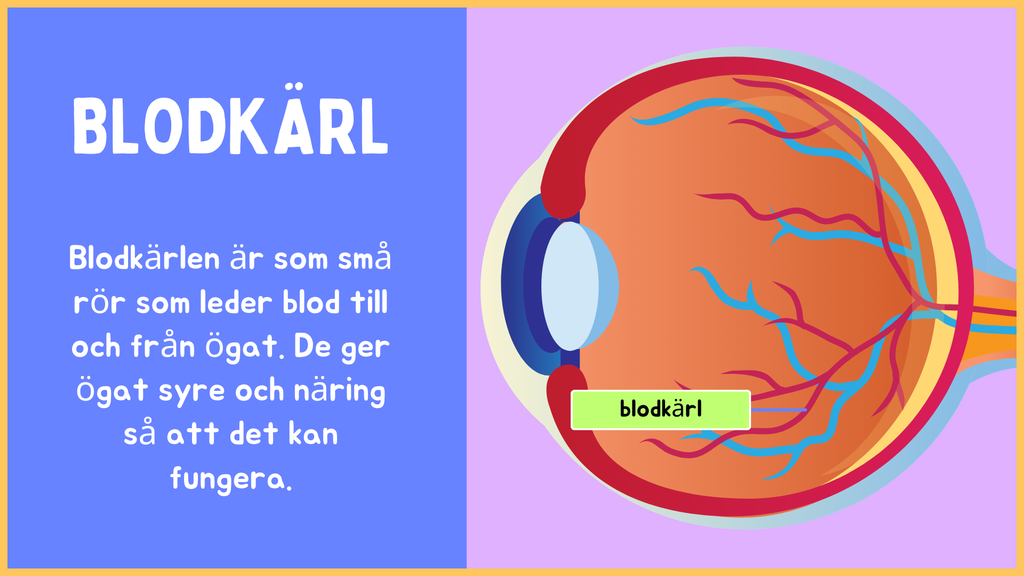 Hur är ögat uppbyggt? - Årskurs 4 - 9 (15 sidor)