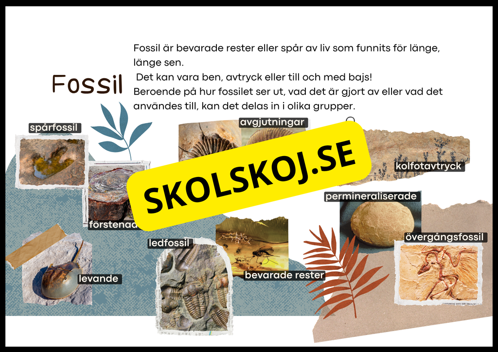 Grundläggande evolution - Årskurs 6 - 9