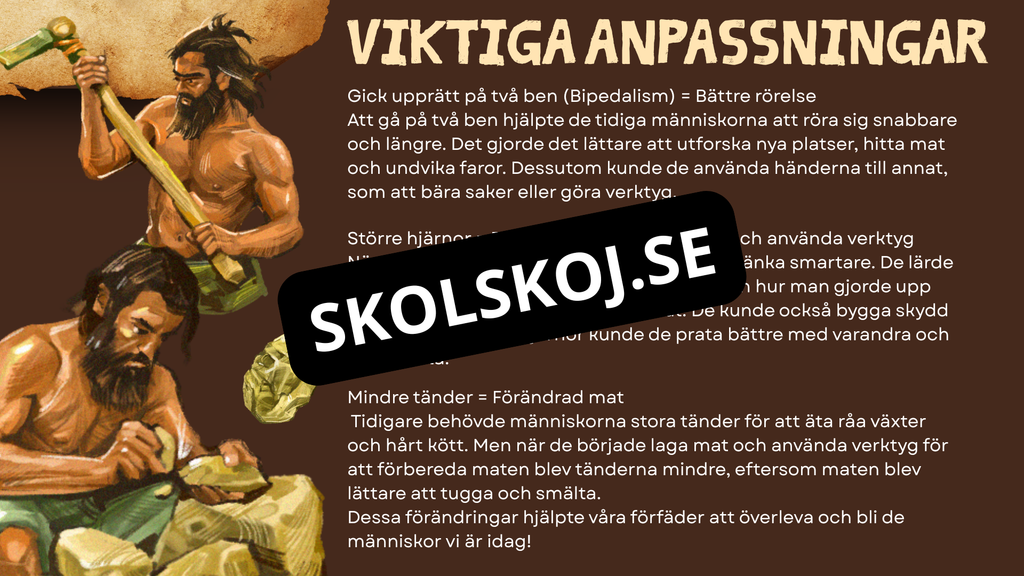 Människans utveckling - Fakta - Presentation - Frågor