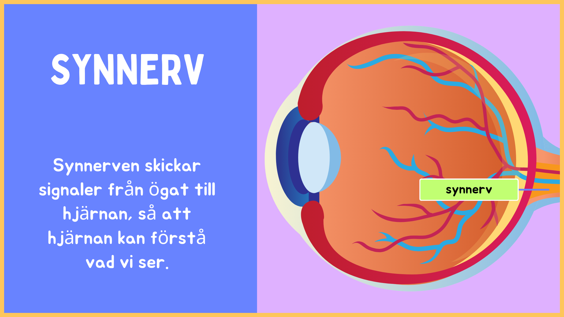 Hur är ögat uppbyggt? - Årskurs 4 - 9 (15 sidor)
