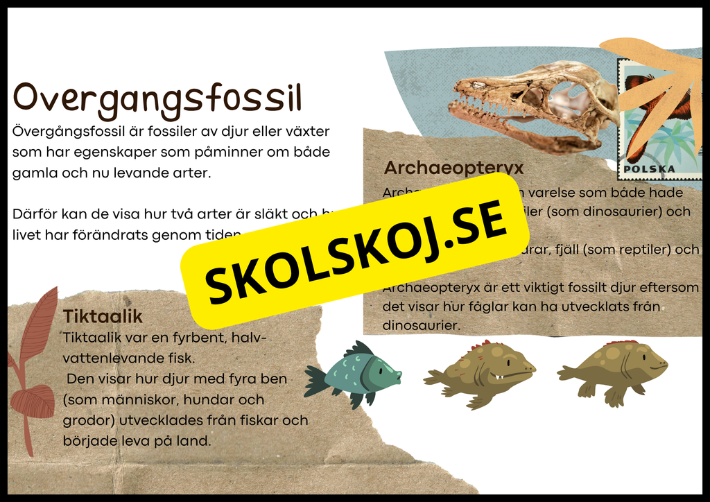 Grundläggande evolution - Årskurs 6 - 9