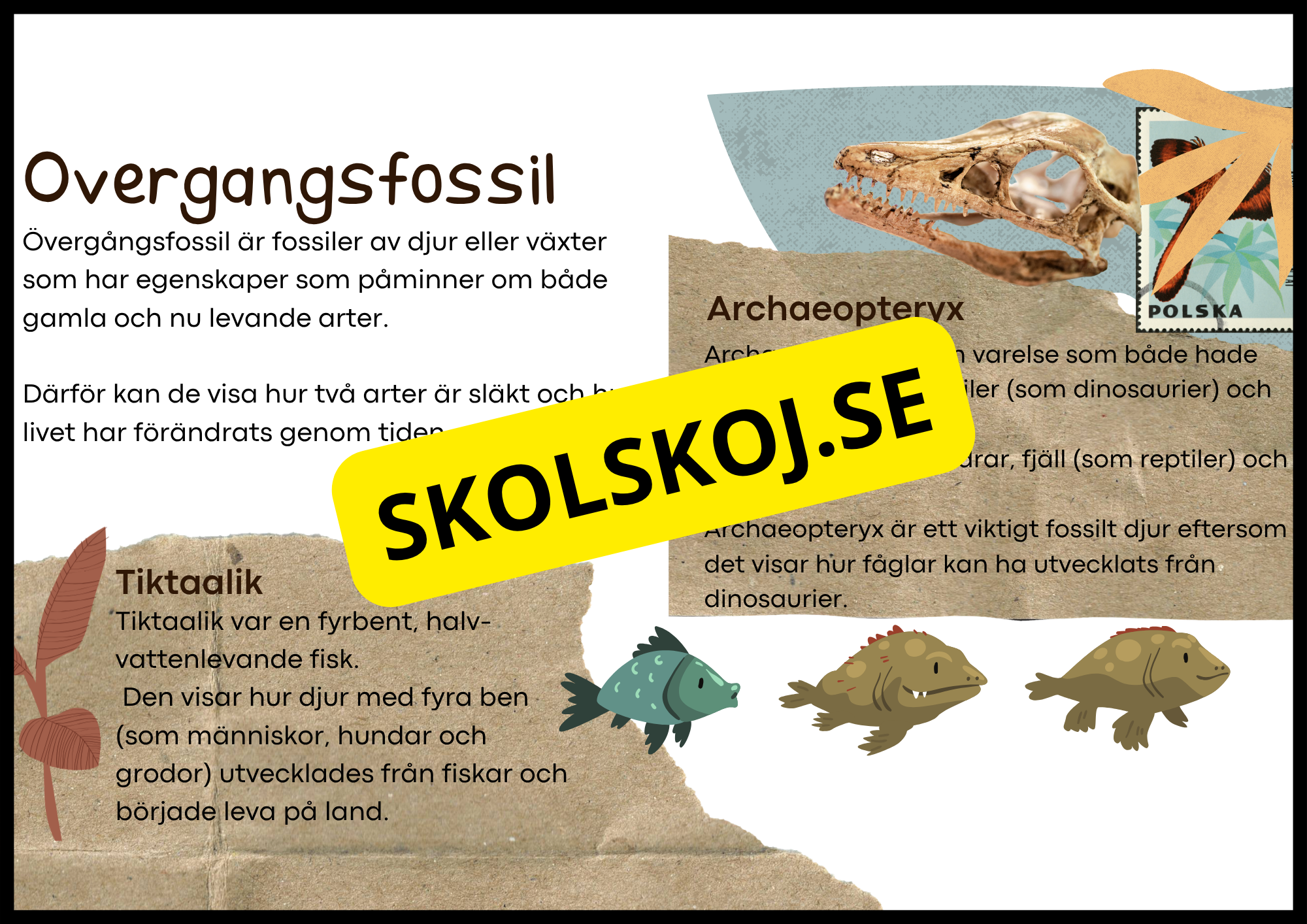 Grundläggande evolution - Årskurs 6 - 9