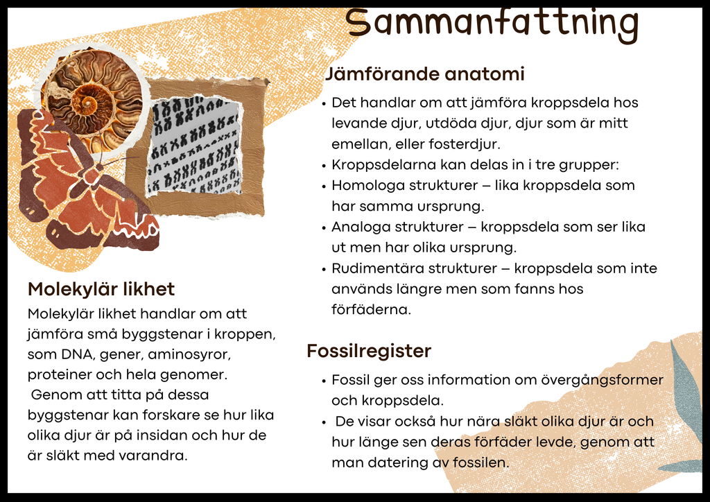 Grundläggande evolution - Årskurs 6 - 9