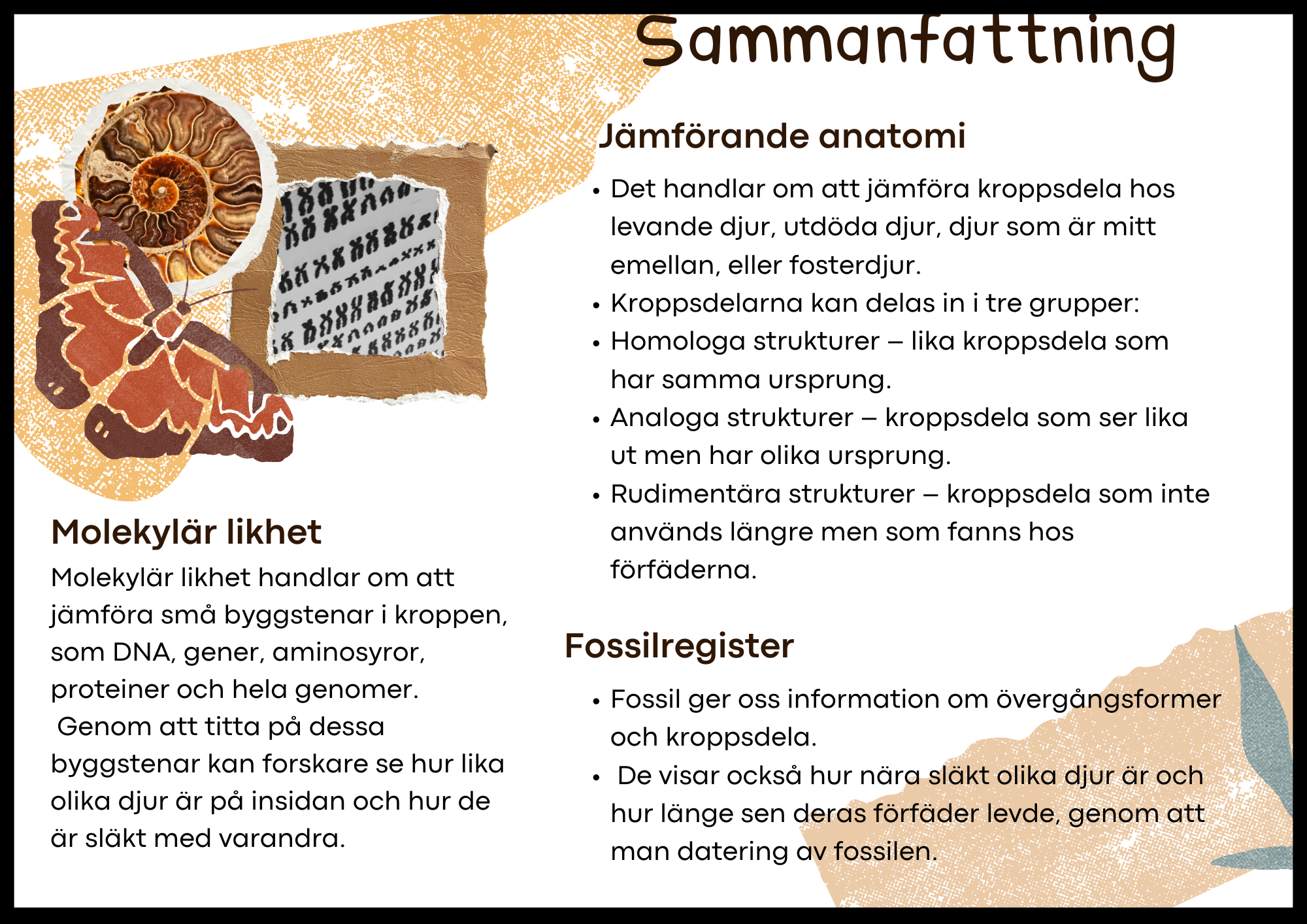 Grundläggande evolution - Årskurs 6 - 9