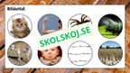 Våra fem sinnen - Presentation