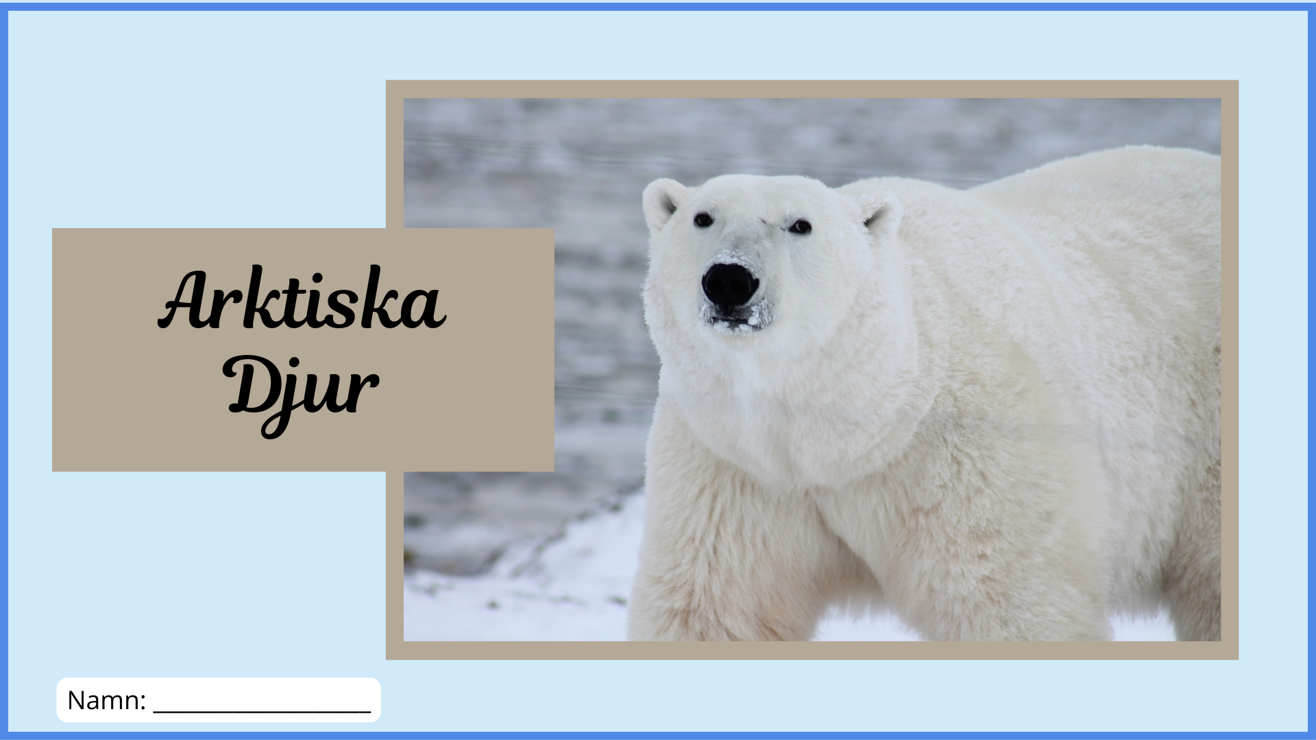 Arktiska djur - Fakta + frågor