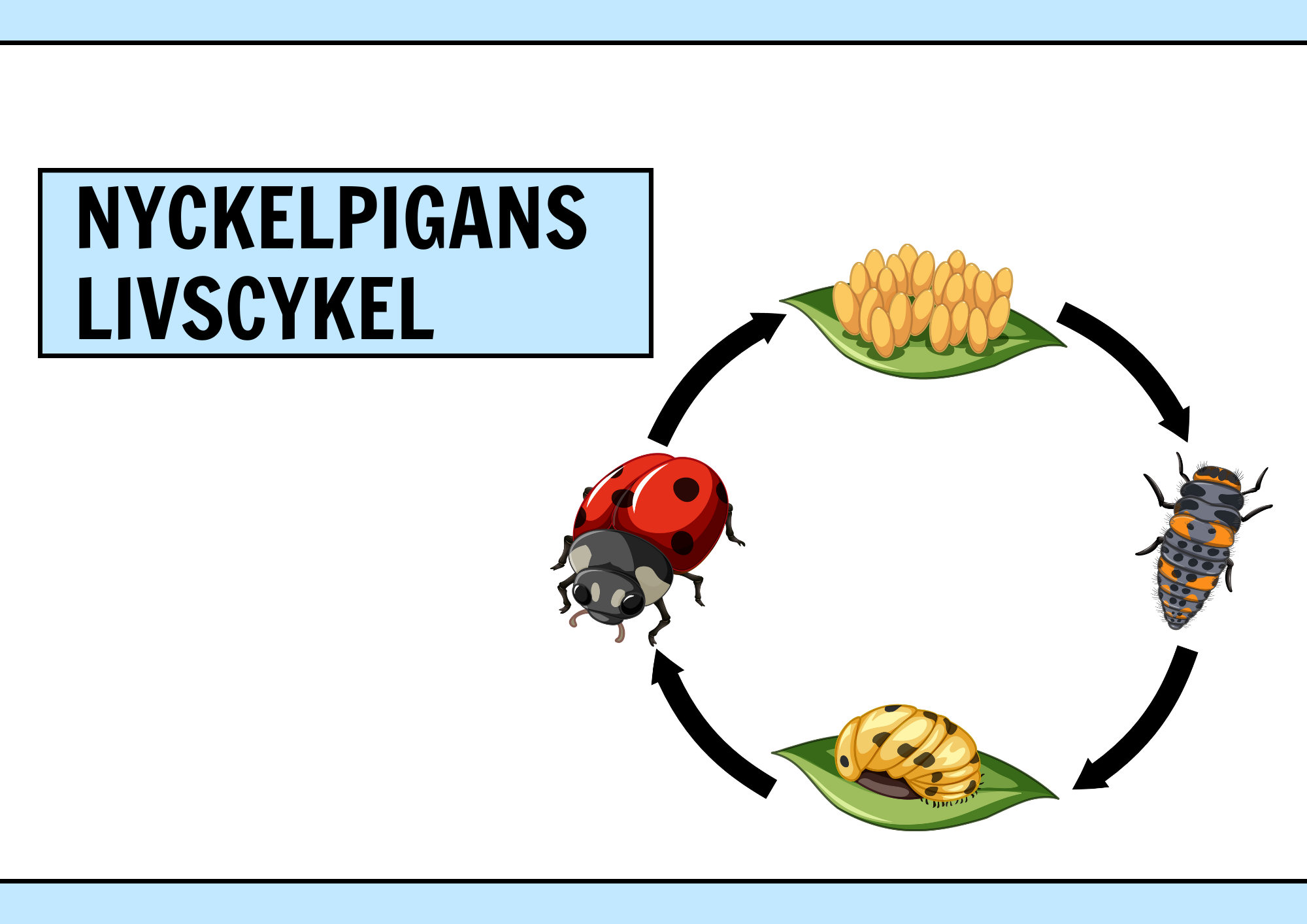 Nyckelpigans livscykel + Uppgifter - Årskurs 1 - 2