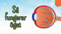 Så fungerar ögat - Presentation + frågor - Åk 4 - 6