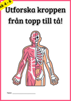 Utforska kroppen från topp till tå - Fakta + frågor - Årskurs 4 - 6