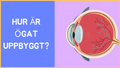 Hur är ögat uppbyggt? - Årskurs 4 - 9 (15 sidor)