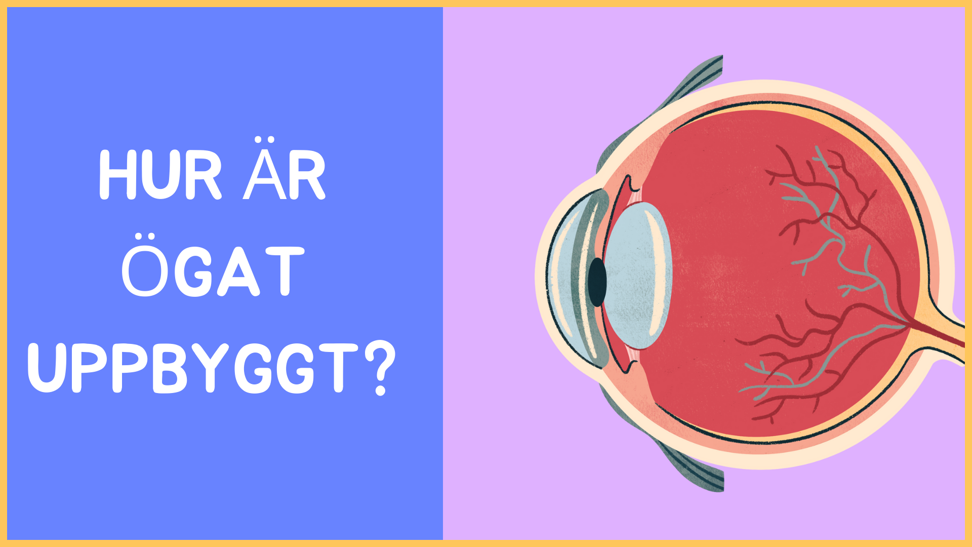 Hur är ögat uppbyggt? - Årskurs 4 - 9 (15 sidor)