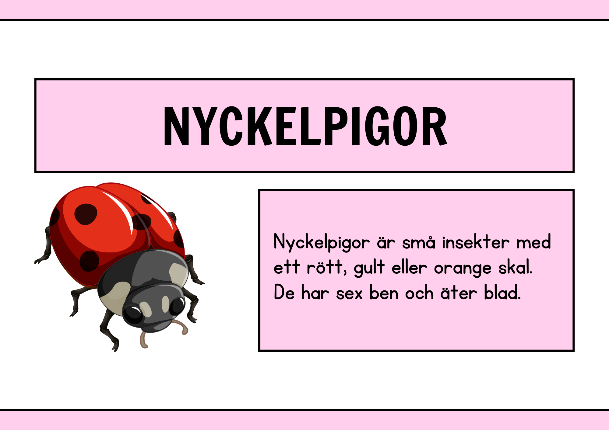 Nyckelpigans livscykel + Uppgifter - Årskurs 1 - 2
