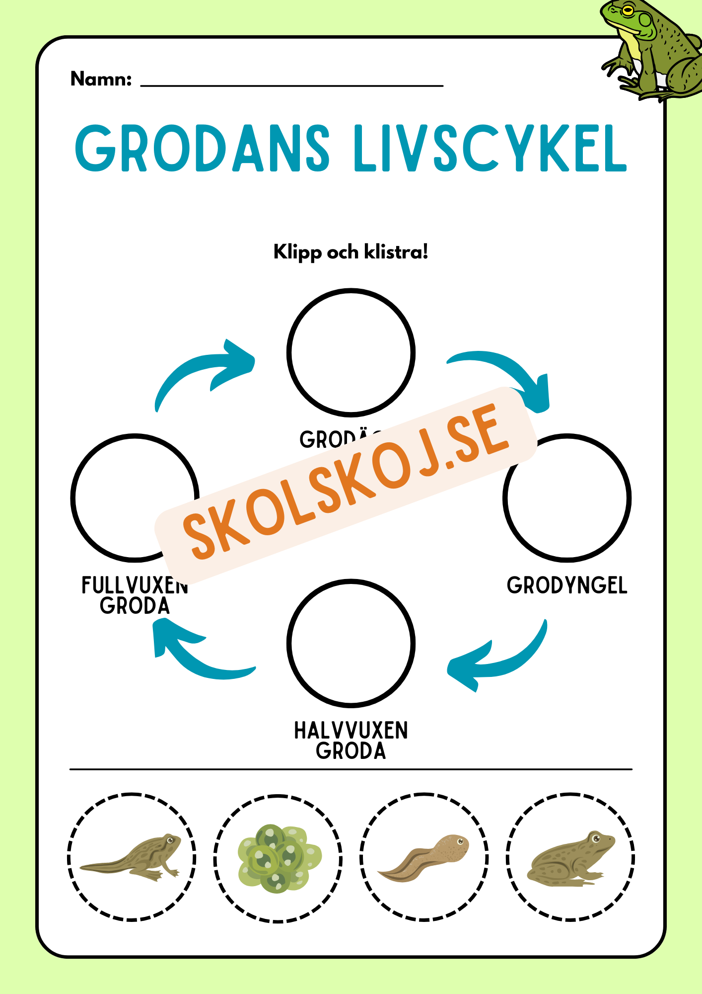 Livscykler - Klipp och klistra