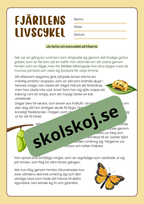 Fjärilens livscykel och förvandling