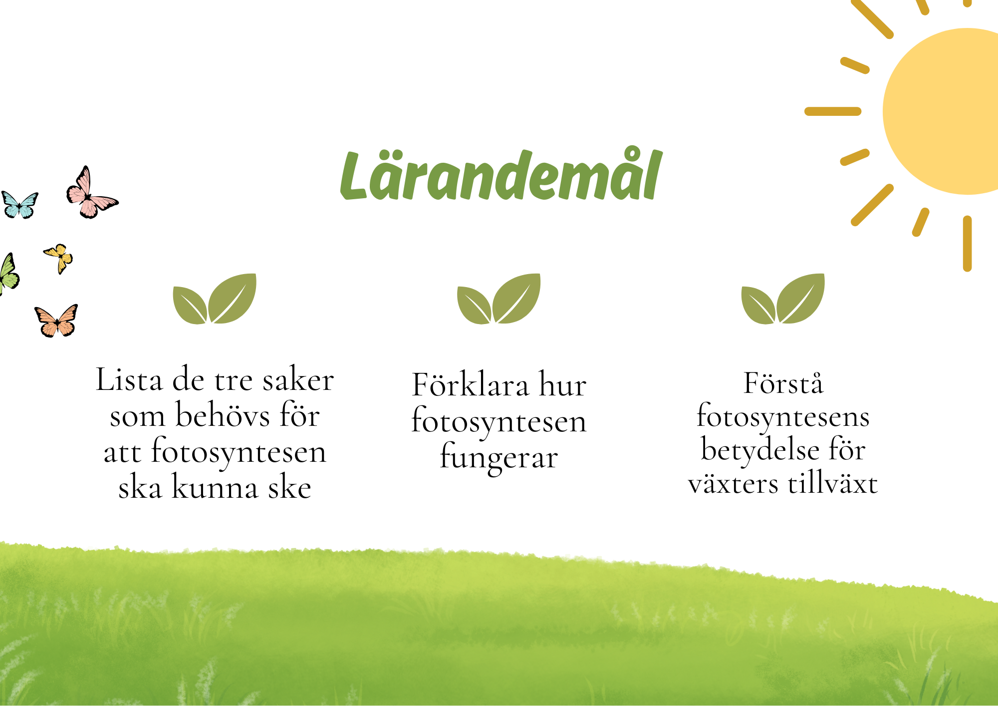 Fotosyntes - Växternas energiproduktion