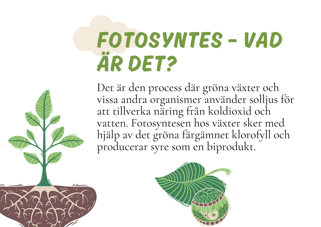 Fotosyntes - Växternas energiproduktion
