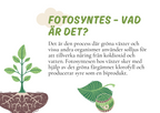 Fotosyntes - Växternas energiproduktion