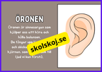 Hörsel - Presentation - Frågor