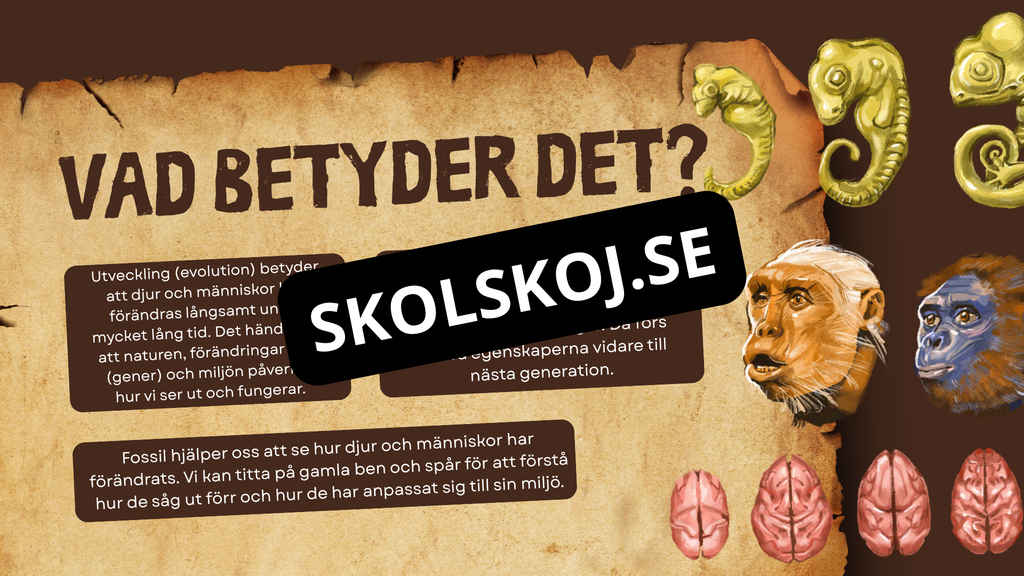 Människans utveckling - Fakta - Presentation - Frågor