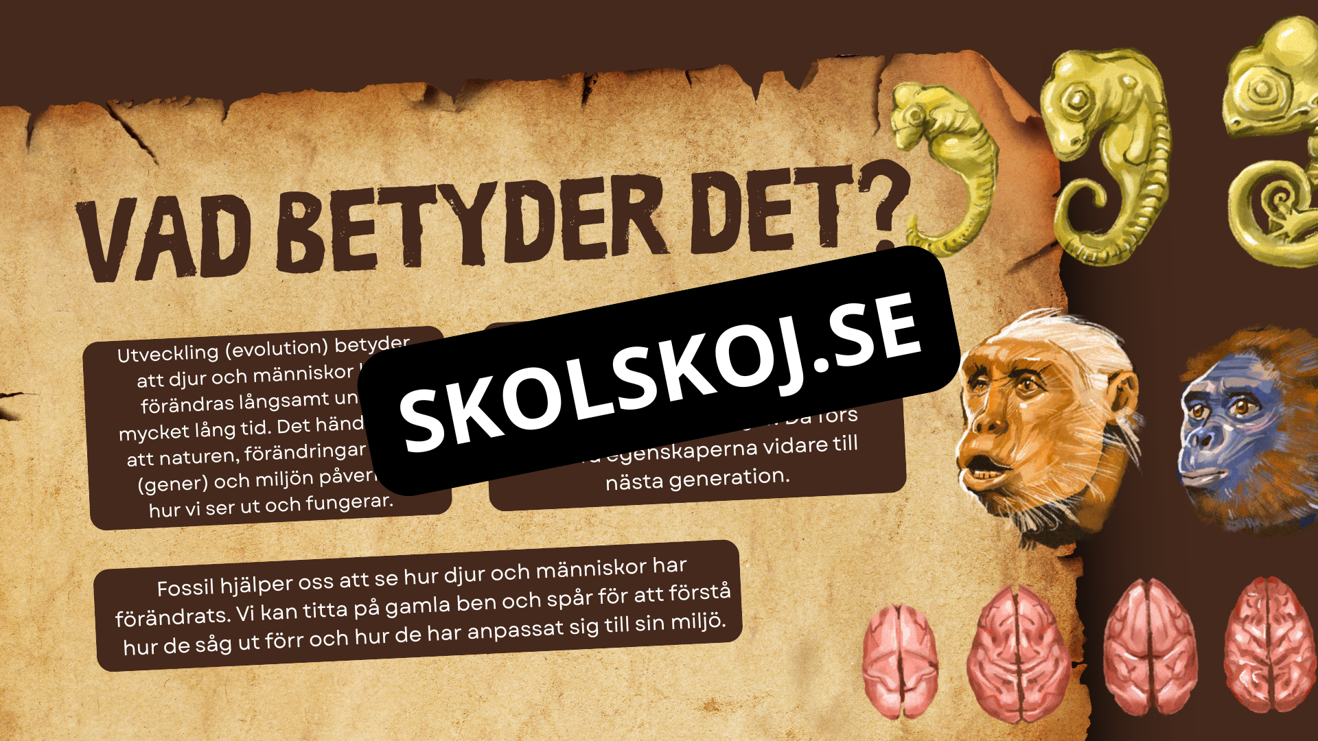 Människans utveckling - Fakta - Presentation - Frågor