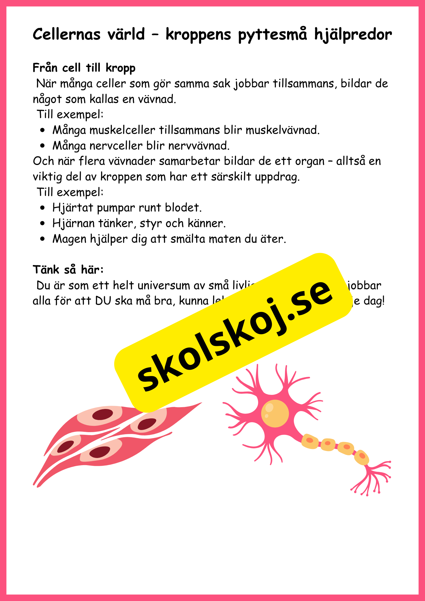 Utforska kroppen från topp till tå - Fakta + frågor - Årskurs 4 - 6