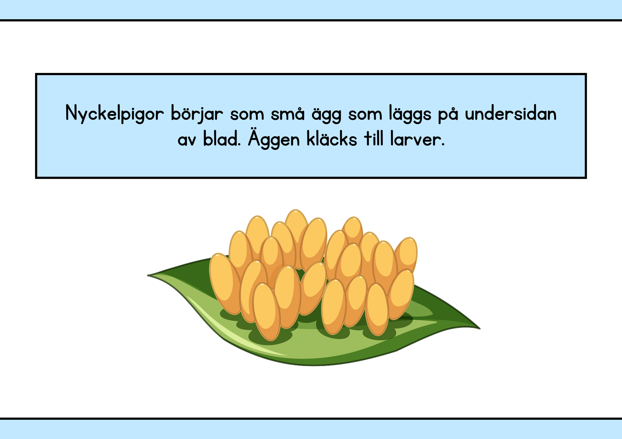 Nyckelpigans livscykel + Uppgifter - Årskurs 1 - 2