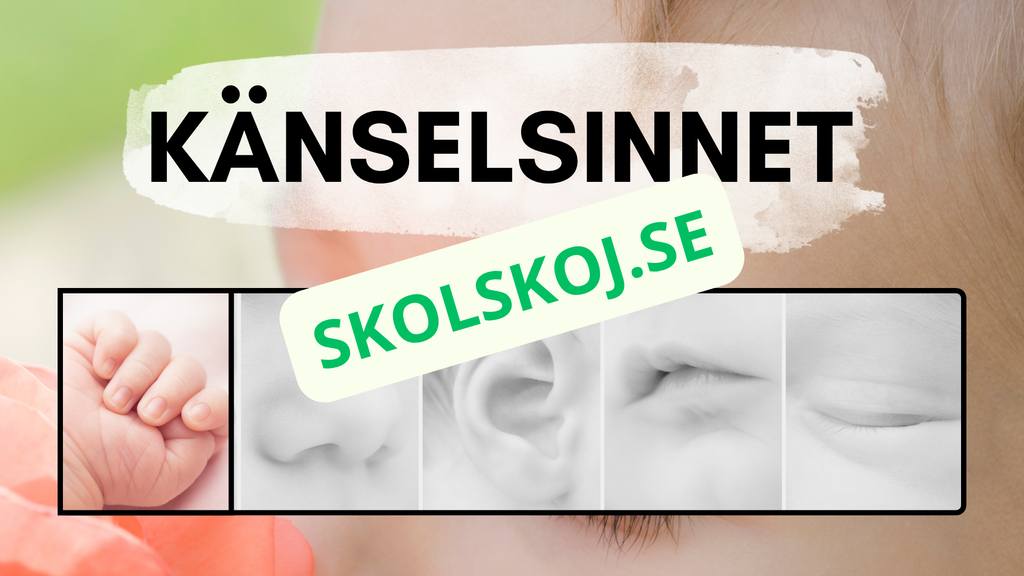Våra fem sinnen - Presentation