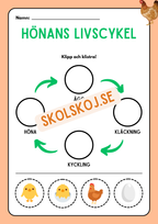 Livscykler - Klipp och klistra