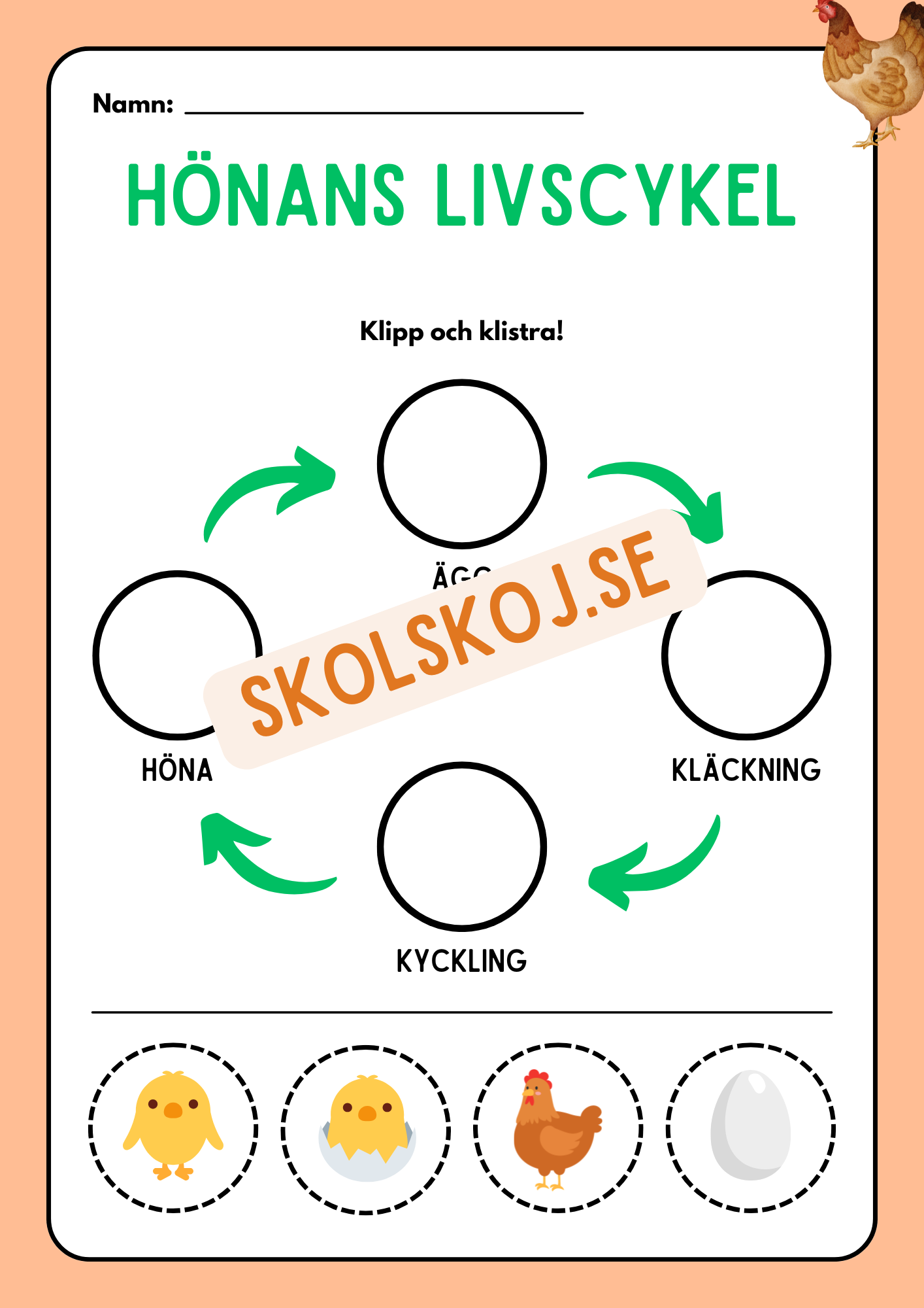 Livscykler - Klipp och klistra