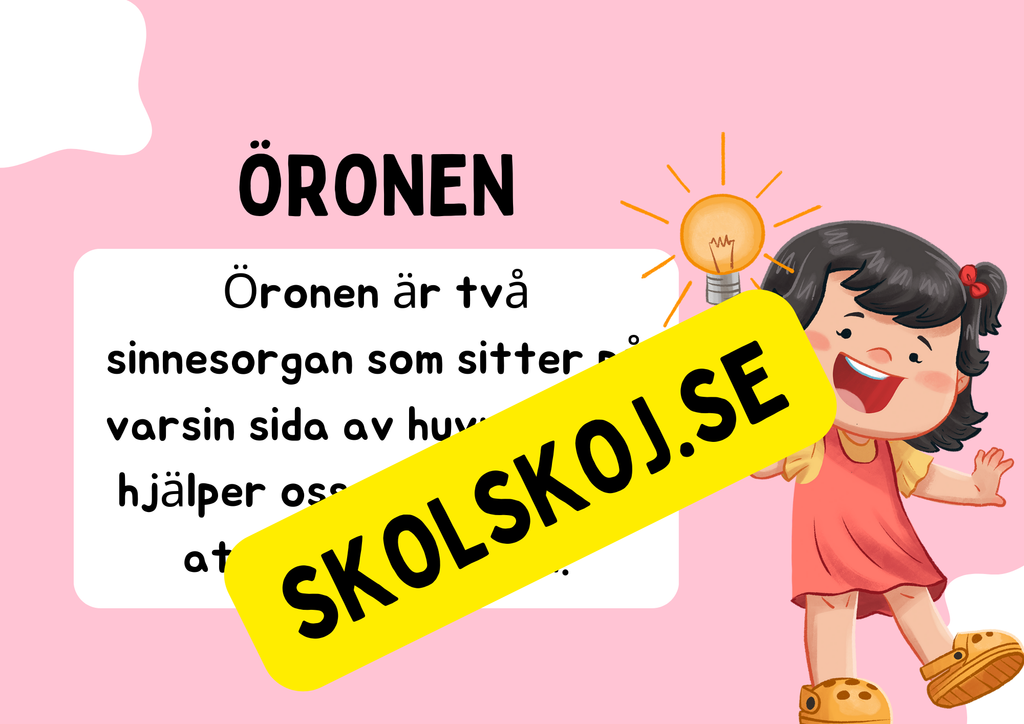 Örats delar - Presentation + Frågor