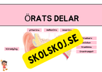 Örats delar - Presentation + Frågor