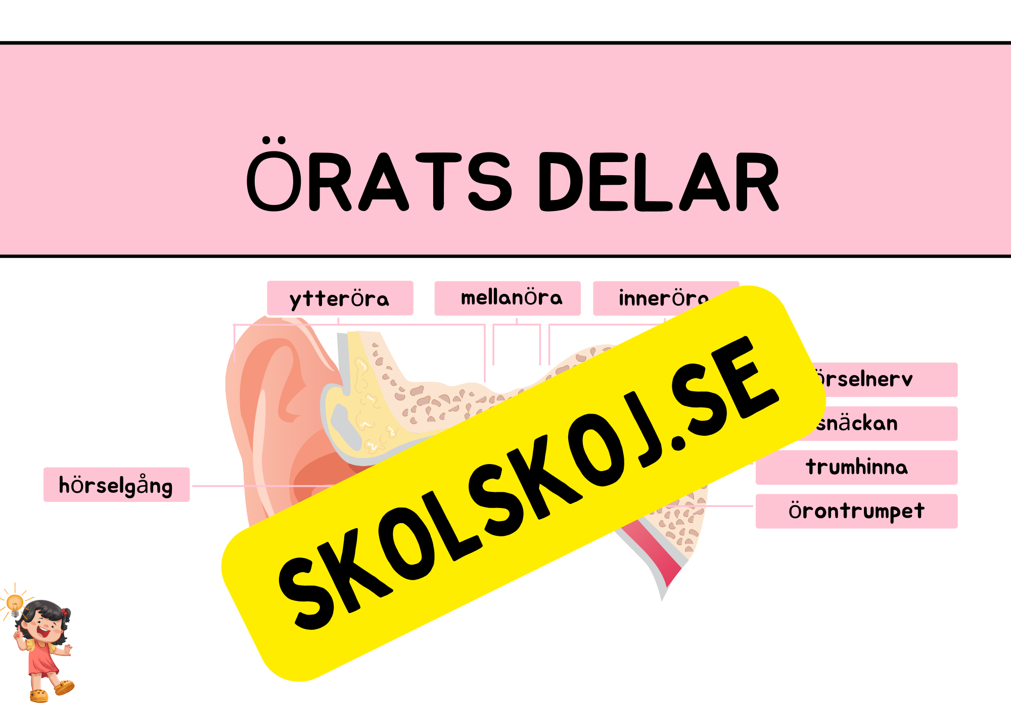 Örats delar - Presentation + Frågor