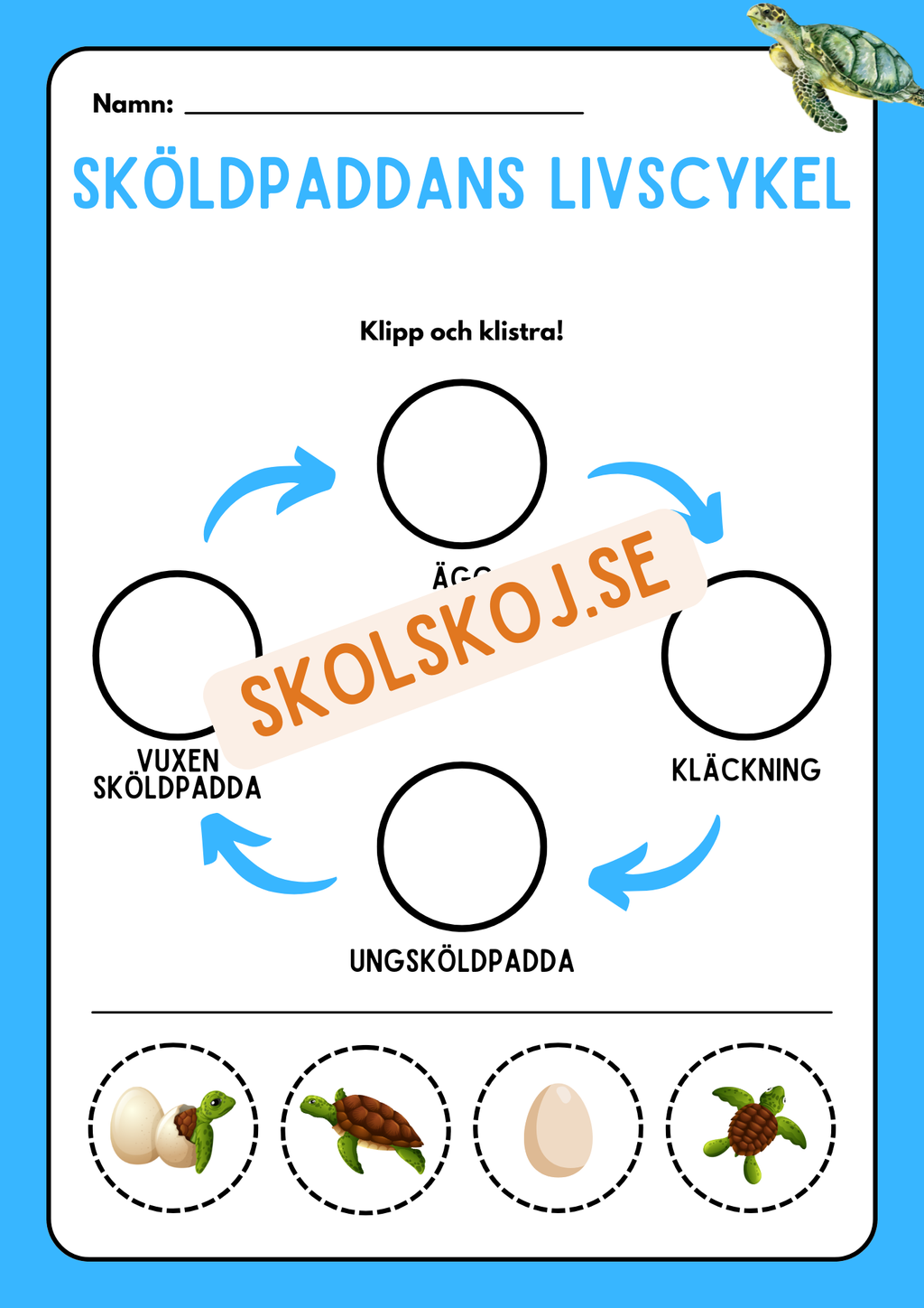 Livscykler - Klipp och klistra