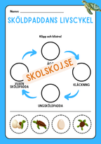 Livscykler - Klipp och klistra